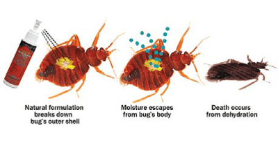 residual kill is important with bed bugs, safely solve your bed bug problem