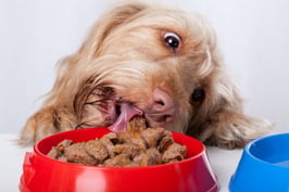 Funny dog eating food from red bowl.jpeg