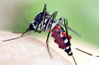 westnilevirus, zika virus,beestings