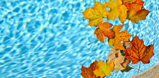 leaves-in-pool