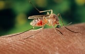 mosquitoe, west nile virus, encephalitis