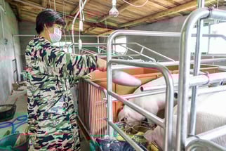 pig farm 7